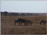 (P:\Africa\VideoStills) Dn-a1383.jpg (1/1) (82 K)