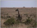 (P:\Africa\VideoStills) Dn-a1384.jpg (1/1) (84 K)