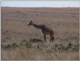 (P:\Africa\VideoStills) Dn-a1385.jpg (1/1) (95 K)