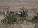 (P:\Africa\VideoStills) Dn-a1386.jpg (1/1) (95 K)
