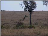 (P:\Africa\VideoStills) Dn-a1387.jpg (1/1) (94 K)