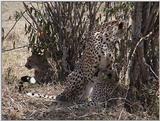(P:\Africa\VideoStills) Dn-a1389.jpg  - Cheetah