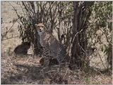 (P:\Africa\VideoStills) Dn-a1390.jpg  - Cheetah