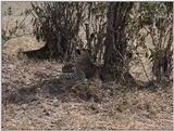 (P:\Africa\VideoStills) Dn-a1392.jpg  - Cheetah