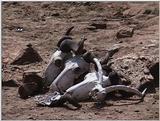 (P:\Africa\VideoStills) Dn-a1393.jpg (1/1) (91 K)