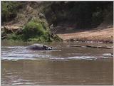 (P:\Africa\VideoStills) Dn-a1396.jpg (Hippos)
