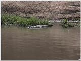 (P:\Africa\VideoStills) Dn-a1399.jpg (Nile Crocodile)