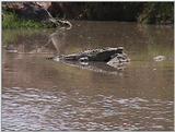 (P:\Africa\VideoStills) Dn-a1400.jpg (Nile Crocodile)