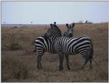 (P:\Africa\VideoStills) Dn-a1406.jpg (1/1) (90 K)