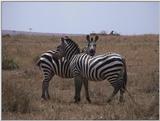 (P:\Africa\VideoStills) Dn-a1407.jpg (1/1) (93 K)