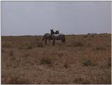 (P:\Africa\VideoStills) Dn-a1408.jpg (1/1) (88 K)