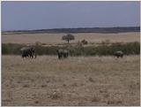 (P:\Africa\VideoStills) Dn-a1409.jpg (1/1) (90 K)