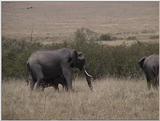 (P:\Africa\VideoStills) Dn-a1410.jpg (1/1) (86 K)