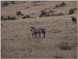 (P:\Africa\VideoStills) Dn-a1413.jpg (1/1) (89 K)