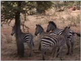 (P:\Africa\VideoStills) Dn-a1414.jpg (1/1) (92 K)
