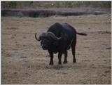 (P:\Africa\VideoStills) Dn-a1417.jpg (1/1) (87 K)