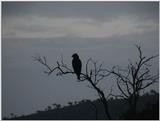 (P:\Africa\VideoStills) Dn-a1423.jpg (1/1) (88 K)