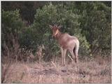 (P:\Africa\VideoStills) Dn-a1424.jpg (Topi)