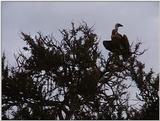 (P:\Africa\VideoStills) Dn-a1428.jpg (African White-backed Vulture)