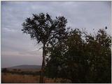 (P:\Africa\VideoStills) Dn-a1429.jpg (African White-backed Vultures)