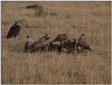 (P:\Africa\VideoStills) Dn-a1431.jpg (African White-backd Vultures)
