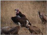(P:\Africa\VideoStills) Dn-a1433.jpg (Lappet-faced Vulture and White-backed Vultures)