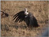 (P:\Africa\VideoStills) Dn-a1434.jpg (African White-backed Vulture)