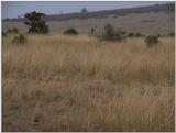 (P:\Africa\VideoStills) Dn-a1436.jpg (1/1) (91 K)