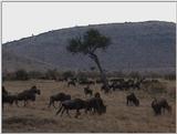 (P:\Africa\VideoStills) Dn-a1438.jpg (1/1) (86 K)