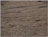 (P:\Africa\VideoStills) Dn-a1440.jpg (1/1) (95 K)