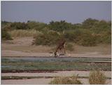 (P:\Africa\VideoStills) Dn-a1447.jpg (1/1) (89 K)