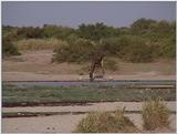 (P:\Africa\VideoStills) Dn-a1448.jpg (1/1) (95 K)