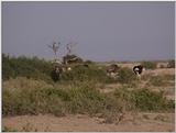(P:\Africa\VideoStills) Dn-a1450.jpg (1/1) (89 K)