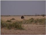 (P:\Africa\VideoStills) Dn-a1451.jpg (1/1) (90 K)