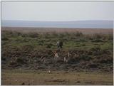 (P:\Africa\VideoStills) Dn-a1452.jpg (Gazelles)