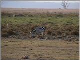 (P:\Africa\VideoStills) Dn-a1453.jpg (1/1) (87 K)