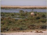 (P:\Africa\VideoStills) Dn-a1455.jpg (1/1) (92 K)