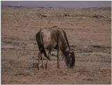 (P:\Africa\VideoStills) Dn-a1458.jpg (1/1) (89 K)