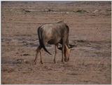 (P:\Africa\VideoStills) Dn-a1459.jpg (1/1) (86 K)