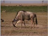 (P:\Africa\VideoStills) Dn-a1460.jpg (1/1) (95 K)