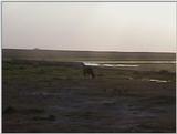 (P:\Africa\VideoStills) Dn-a1461.jpg (1/1) (88 K)