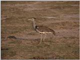 (P:\Africa\VideoStills) Dn-a1464.jpg - Kori Bustard (Ardeotis kori)