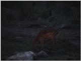 (P:\Africa\VideoStills) Dn-a1468.jpg (1/1) (87 K)