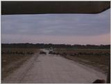 (P:\Africa\VideoStills) Dn-a1474.jpg (1/1) (93 K)