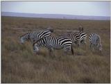 (P:\Africa\VideoStills) Dn-a1479.jpg (1/1) (88 K)