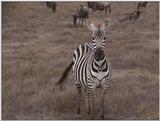 (P:\Africa\VideoStills) Dn-a1480.jpg (1/1) (90 K)