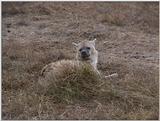 (P:\Africa\VideoStills) Dn-a1481.jpg (Spotted Hyena)