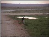 (P:\Africa\VideoStills) Dn-a1484.jpg (1/1) (90 K)
