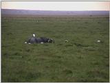(P:\Africa\VideoStills) Dn-a1485.jpg (1/1) (93 K)