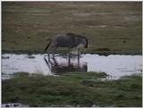 (P:\Africa\VideoStills) Dn-a1487.jpg (1/1) (87 K)